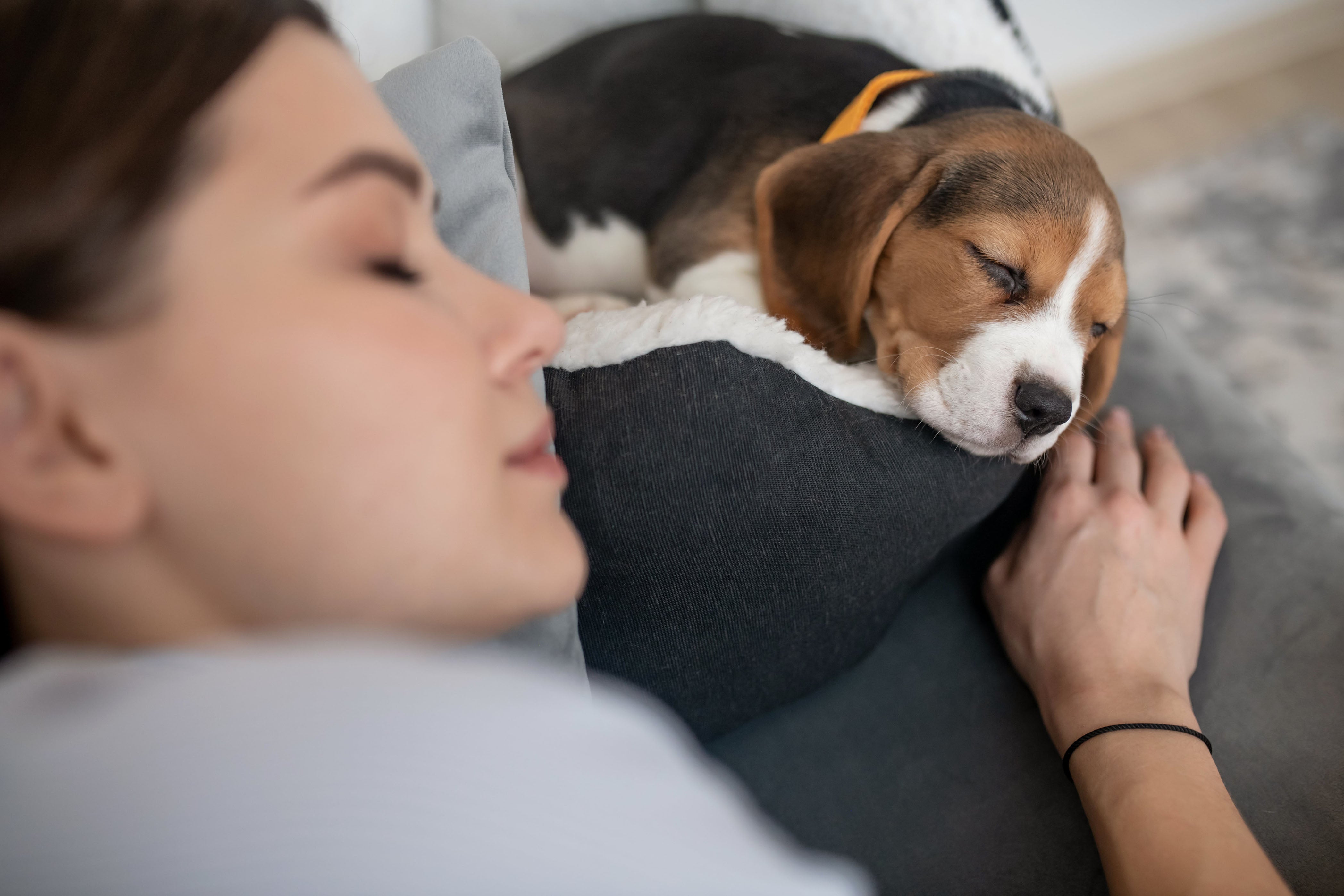 Nighttime Training For Your Pup