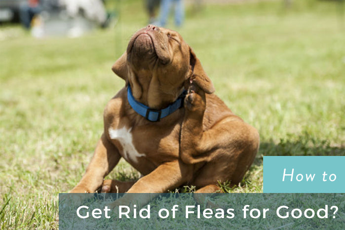 How To Rid Your Home Of Fleas For Good