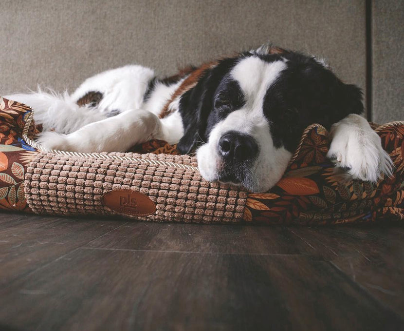 Is Your Dog Leaking Urine When Lying Down?