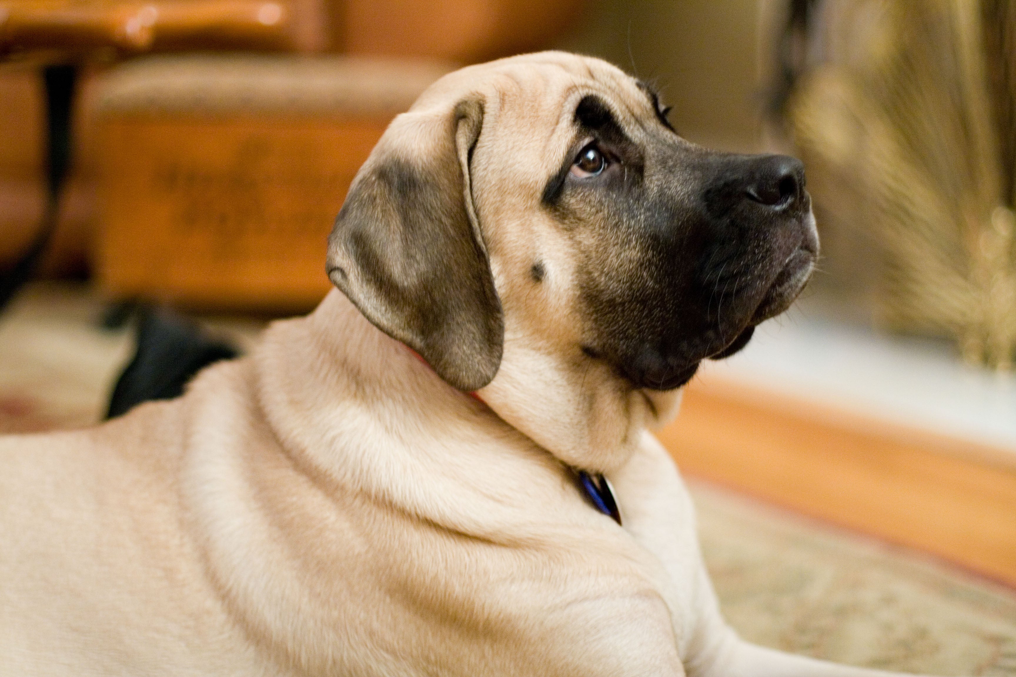 Why Do Big Dogs Suffer From Joint Pain - And What Can Be Done?