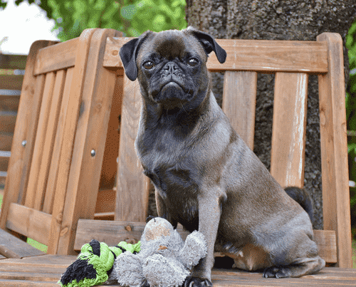 Five Steps for Dog Owners to Have a Smoother Home Buying Experience