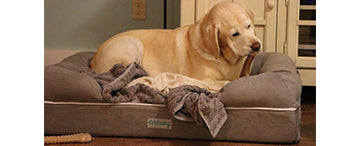 Best tips for picking the perfect pet bed