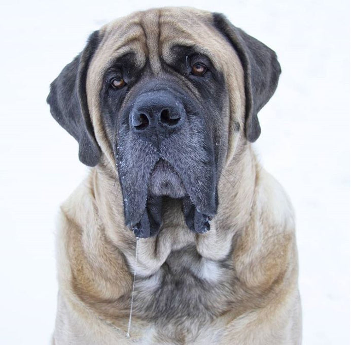 What is the best dog bed for an English Mastiff and why?