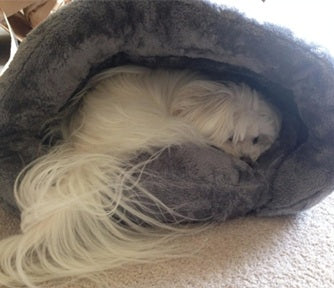 Maltese-Approved!