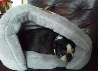 Loves her new bed!