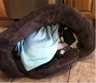Louie loves his new bed.