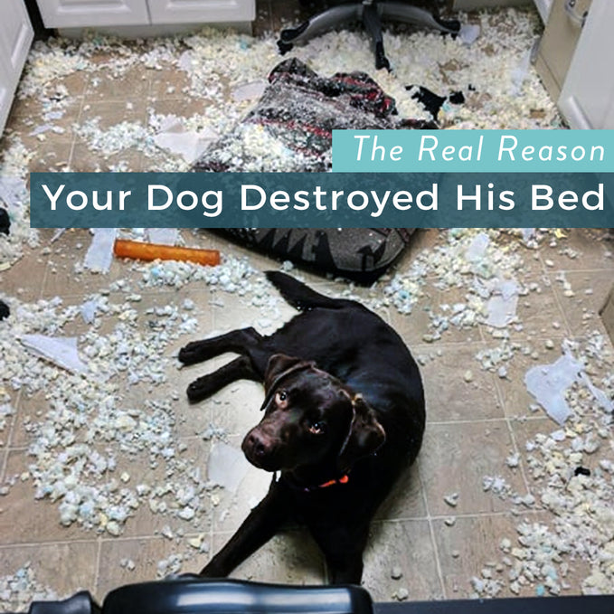 This Is The Real Reason Your Dog Destroyed His Bed