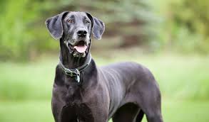What is the best dog bed for your Great Dane?