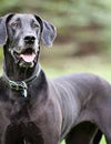 What is the best dog bed for your Great Dane?