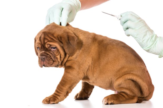 Should You Microchip Your Dog? Know the Pros and Cons