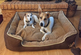 X-Large = Happy Puppies!