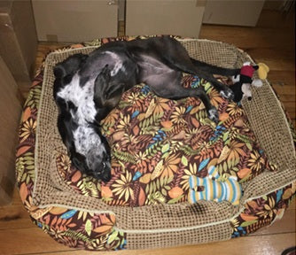 Great for Big Dogs